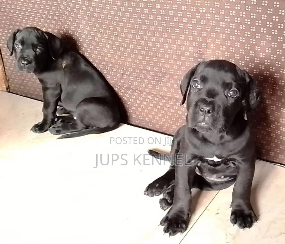 1-3 months Female Purebred Cane Corso
