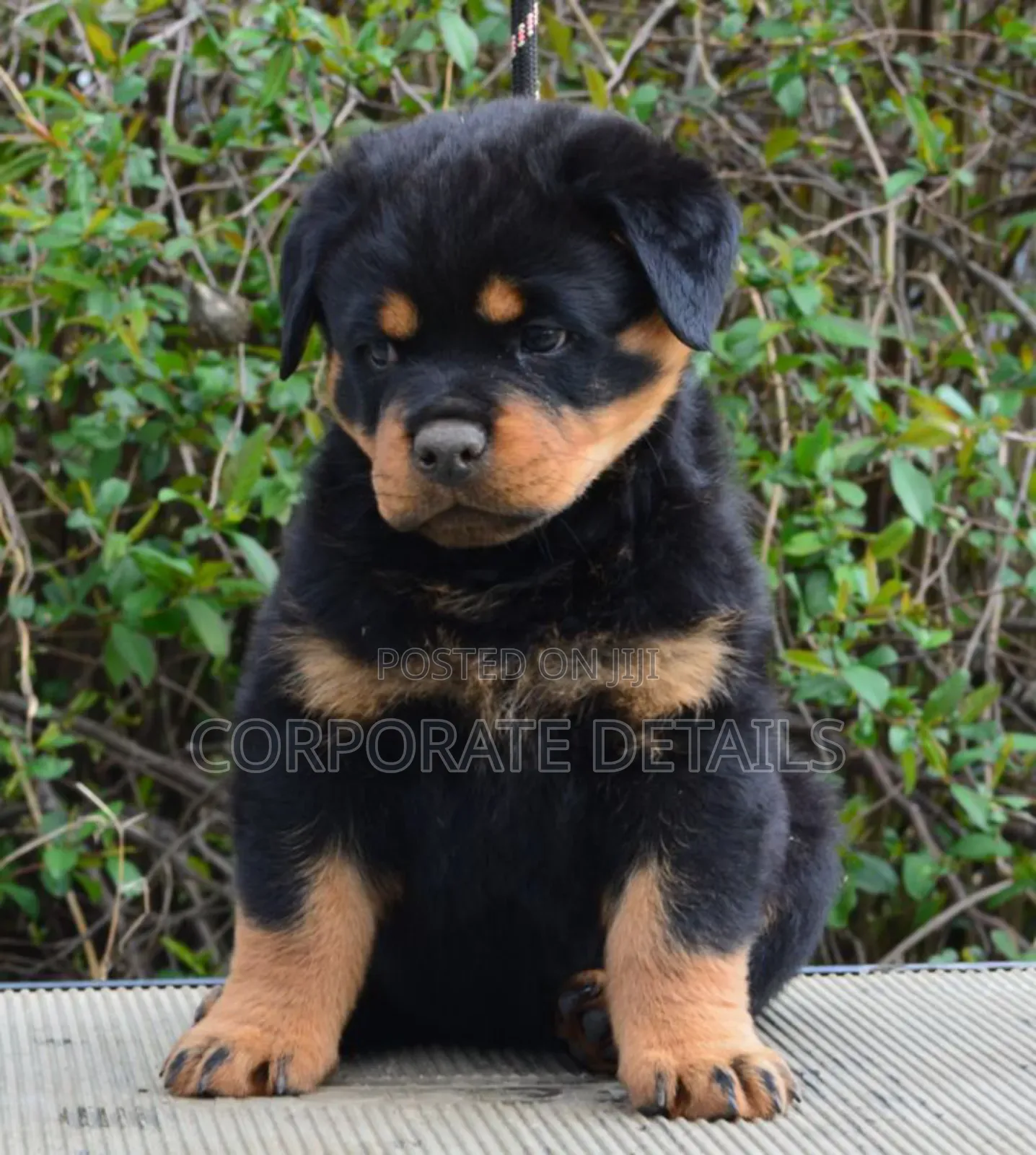 1-3 months Male Purebred Rottweiler