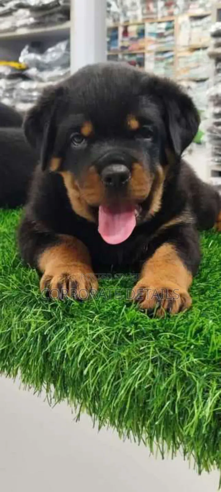1-3 months Male Purebred Rottweiler