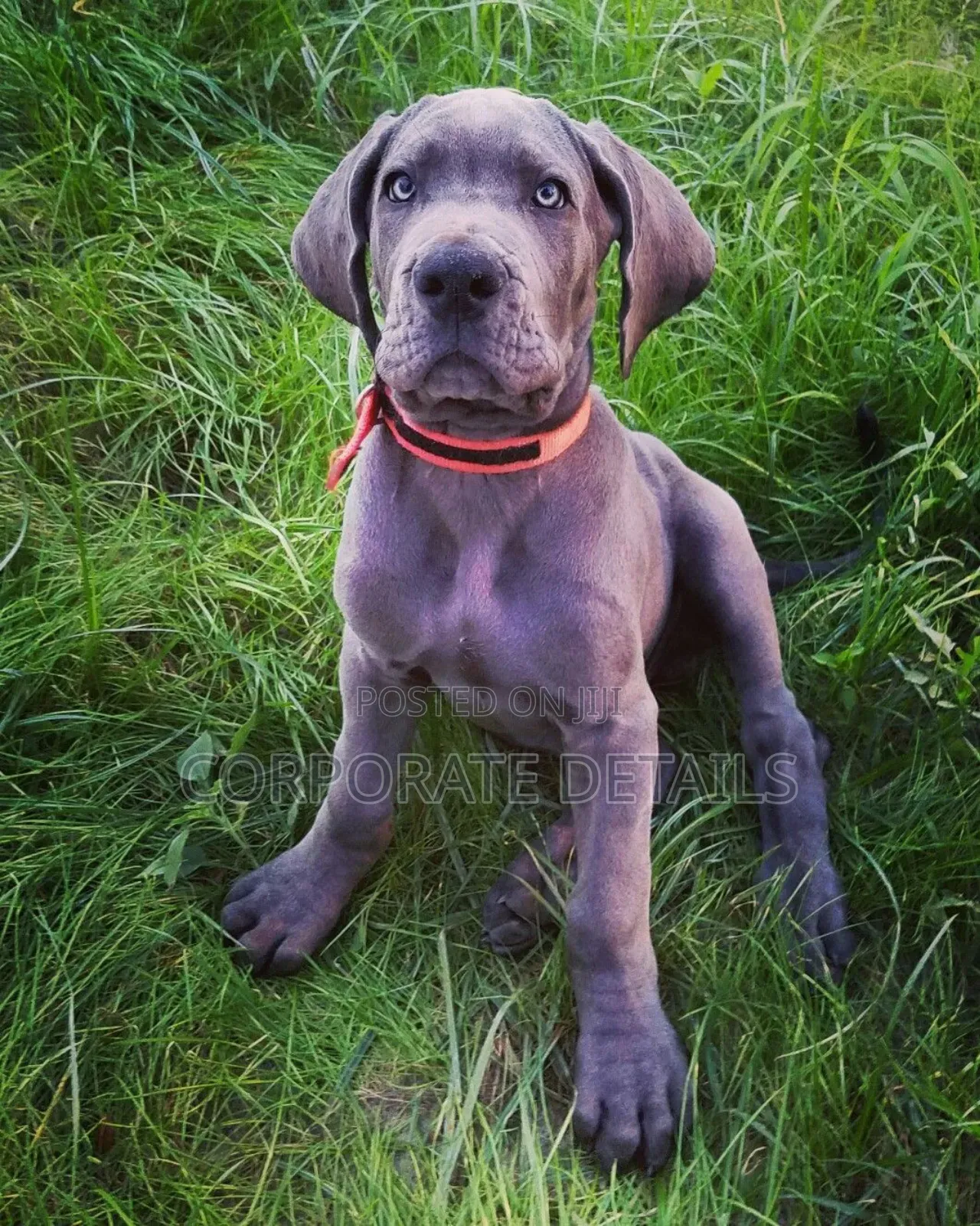 1-3 months Male Purebred Great Dane