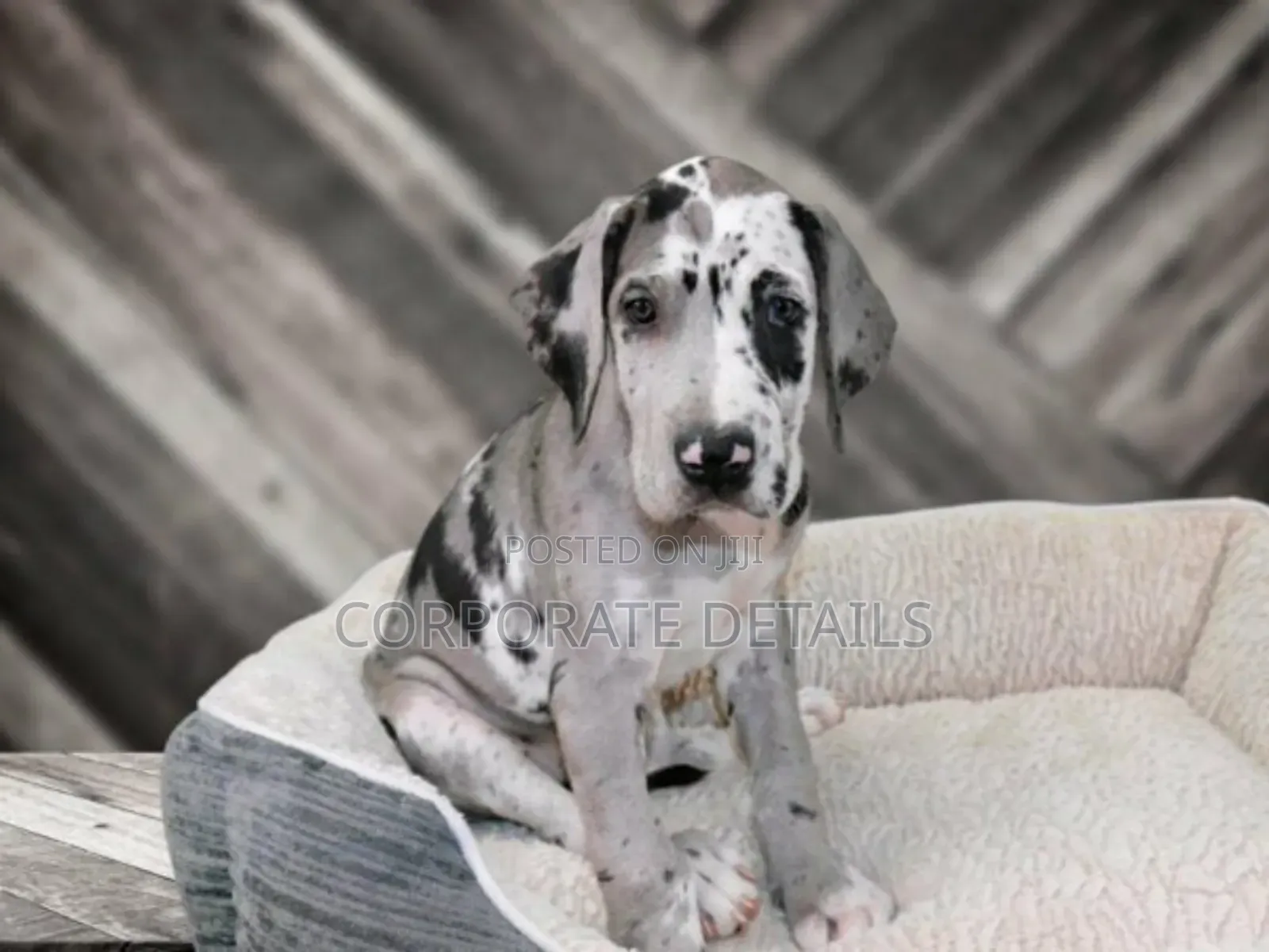 1-3 months Male Purebred Great Dane