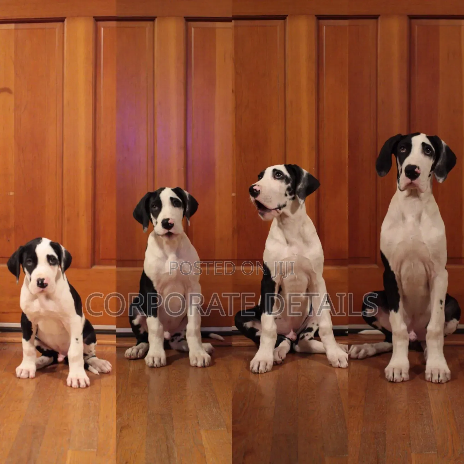 1-3 months Male Purebred Great Dane