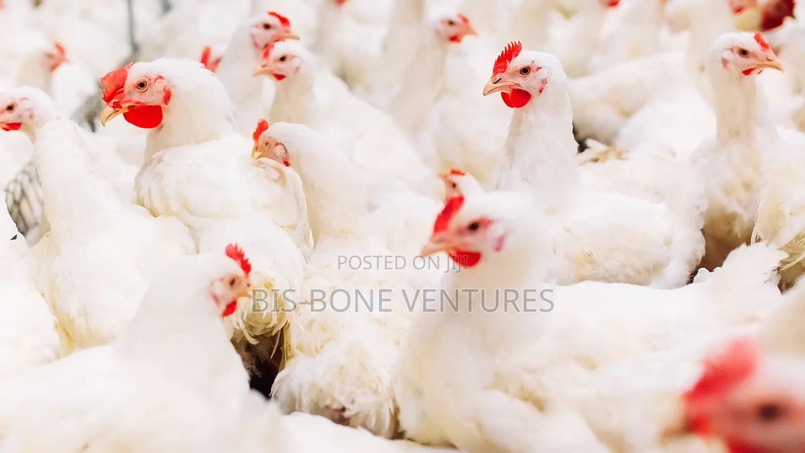 Animal Farming Commercial Domestic