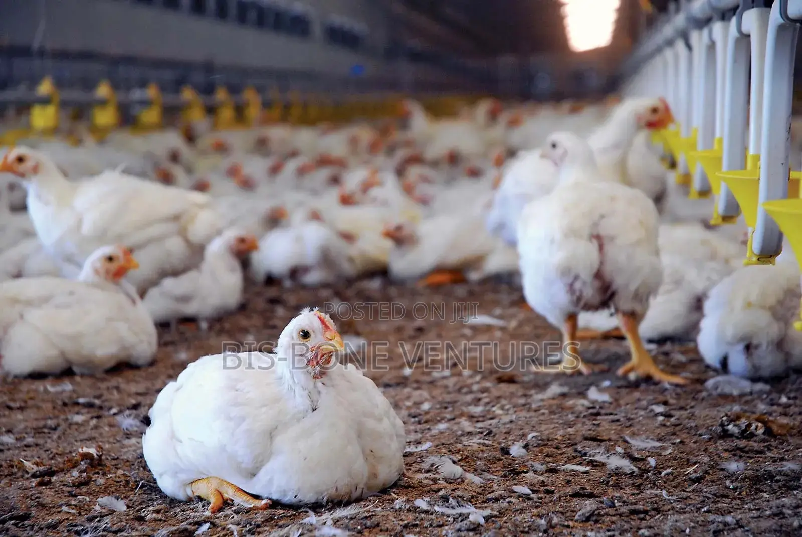 Animal Farming Commercial Domestic