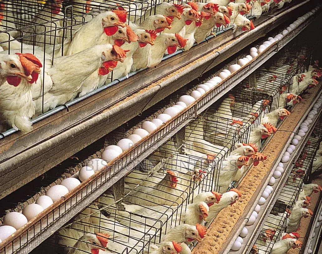 Animal Farming Commercial Domestic