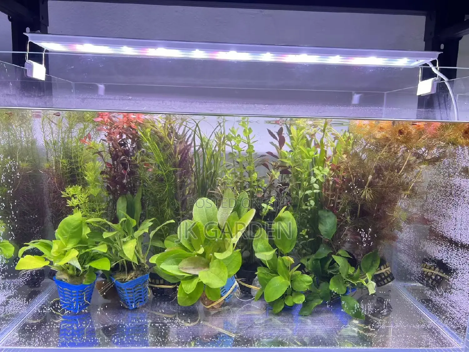 Different Colours Of Real Aquarium Plants
