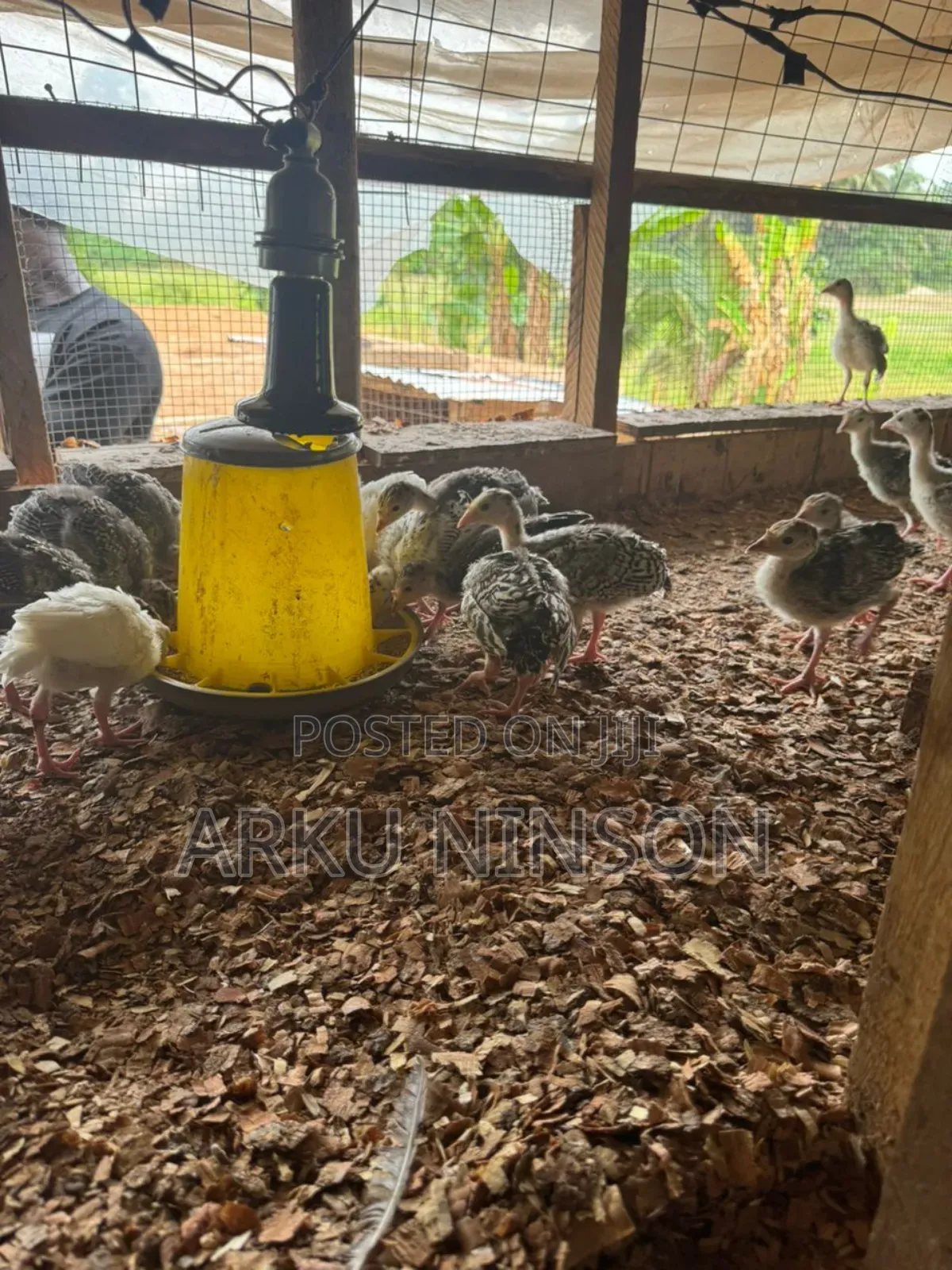 A.B.N Turkey Farm