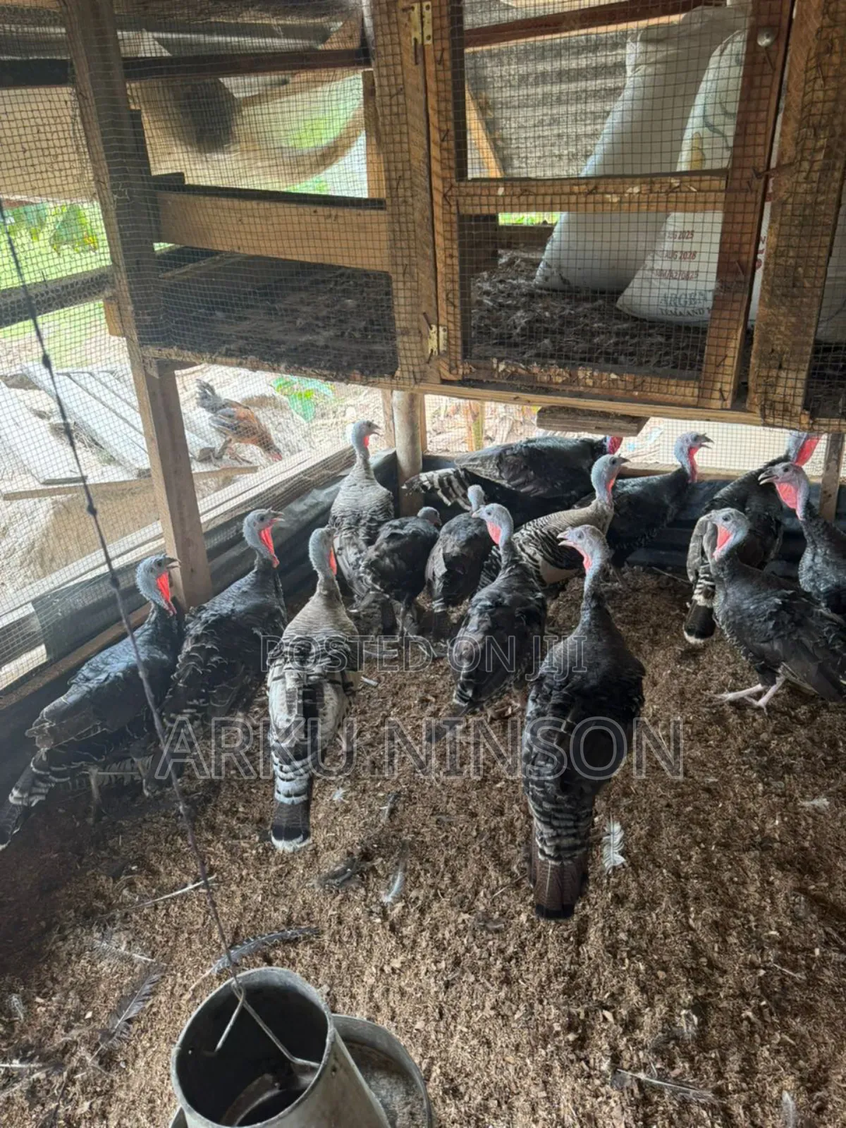 A.B.N Turkey Farm