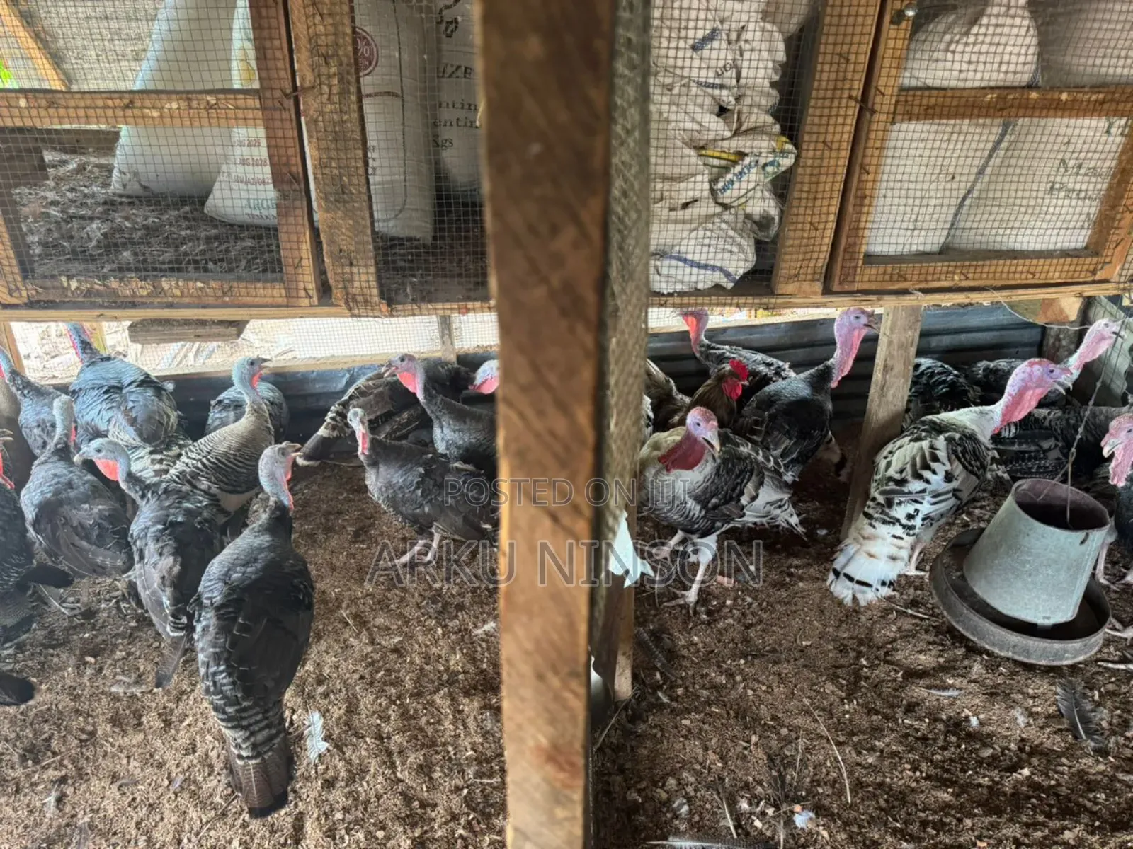 A.B.N Turkey Farm