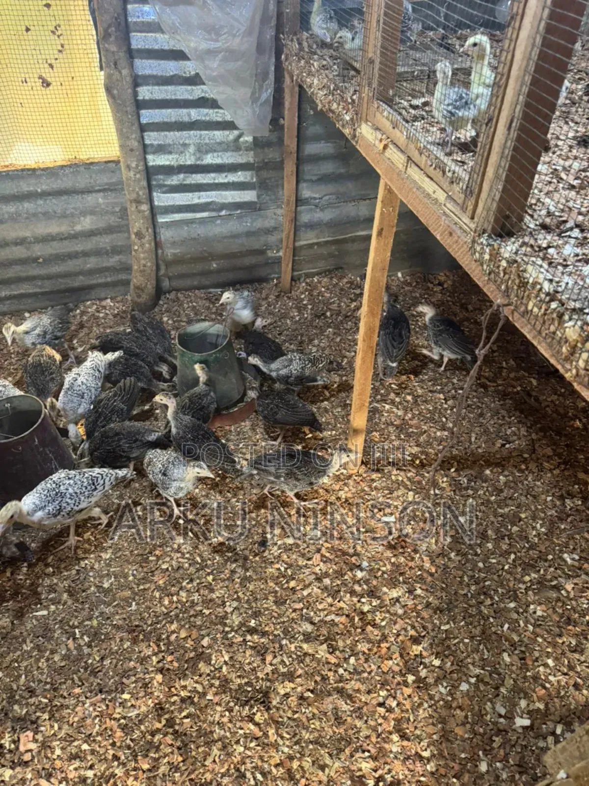 A.B.N Turkey Farm