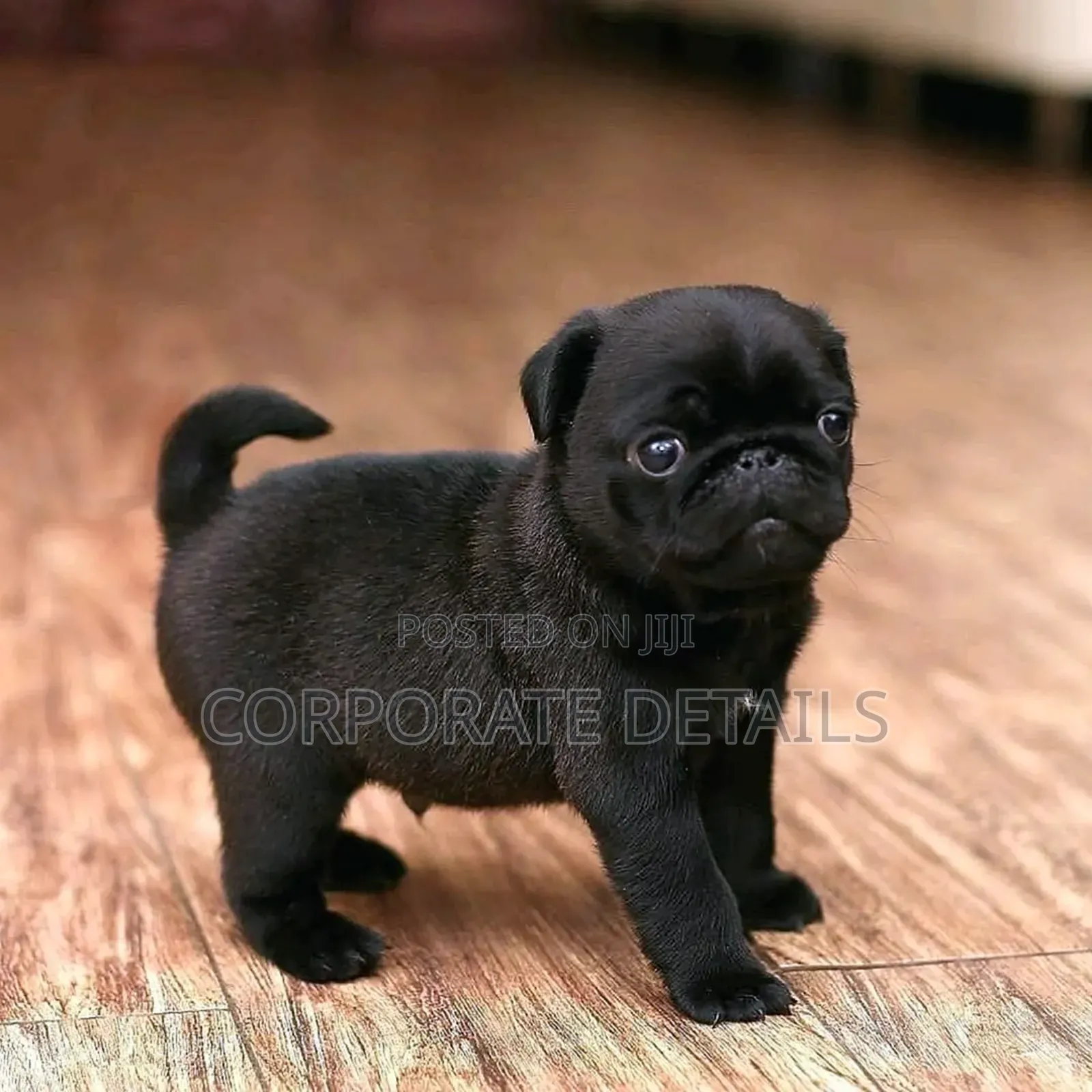 1-3 months Female Purebred Pug