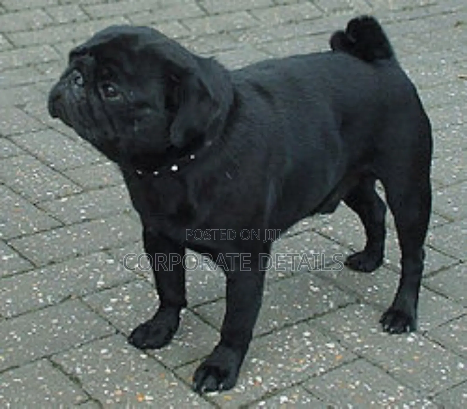 1-3 months Female Purebred Pug