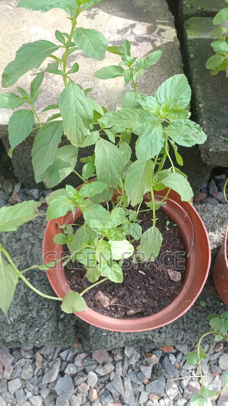 Japanese Mint Potted