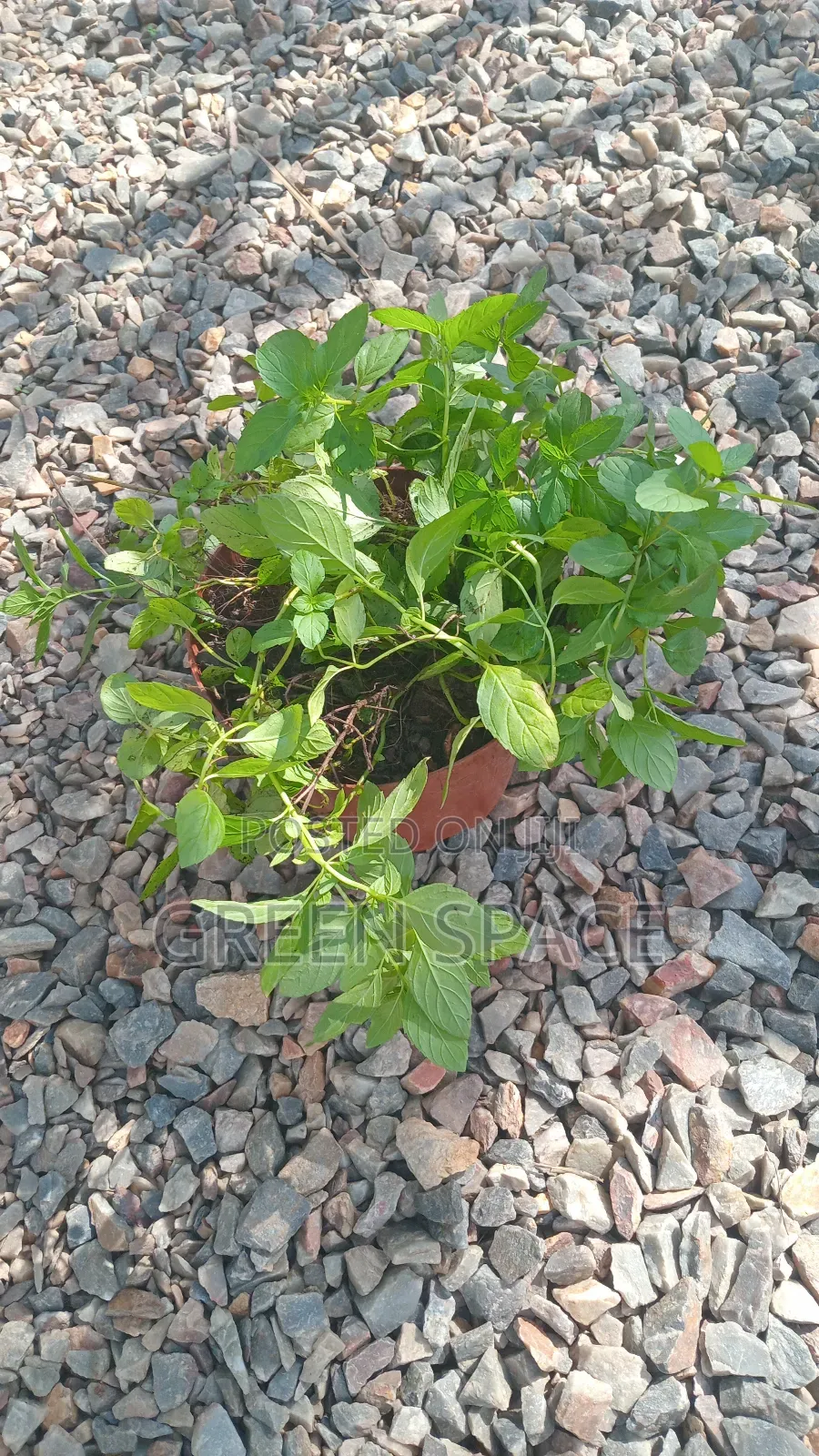Japanese Mint Potted