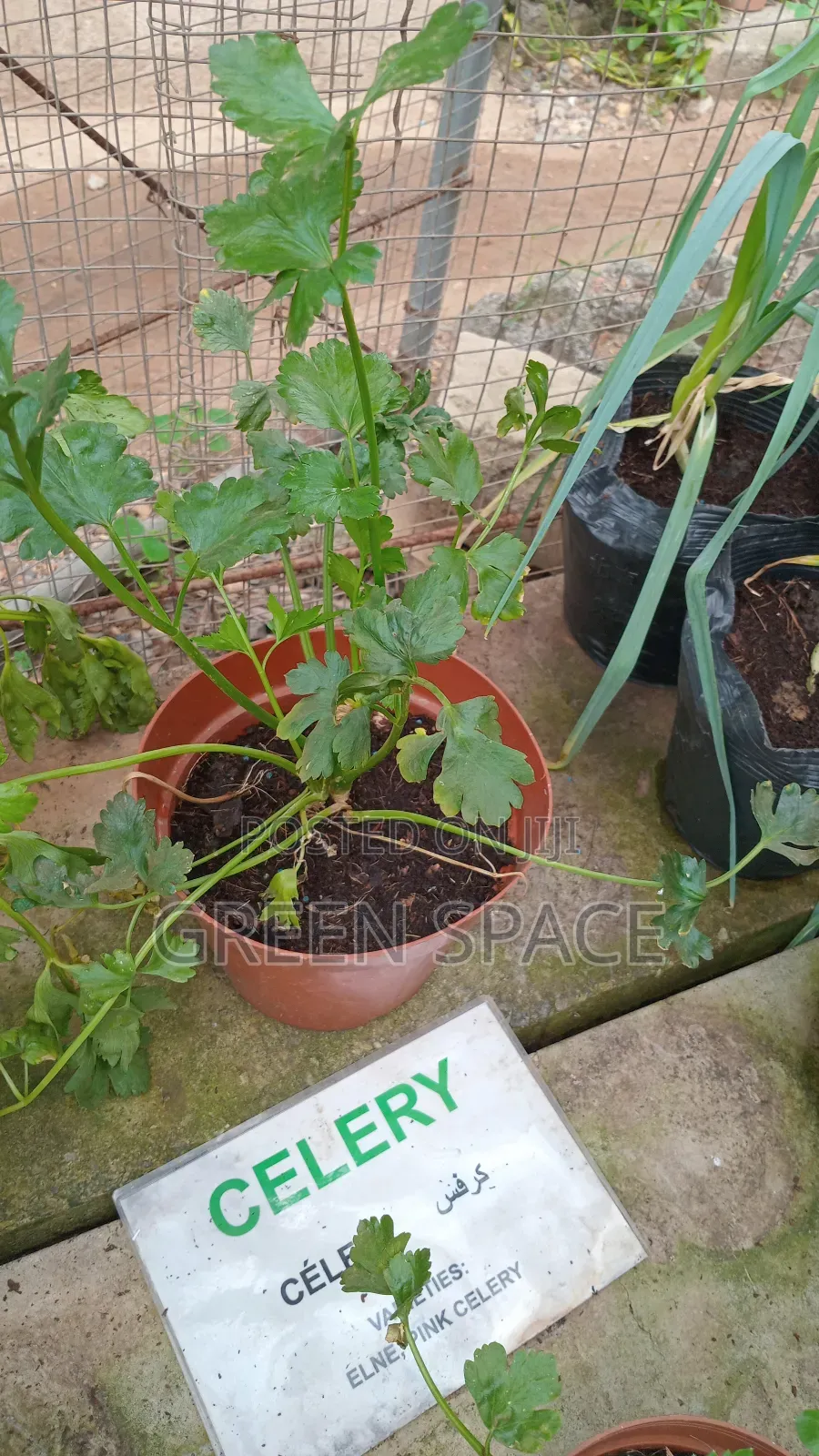 Celery Potted Plant
