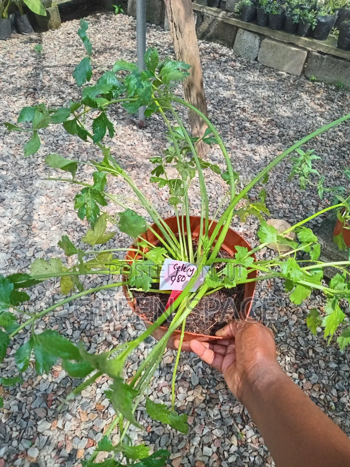Celery Potted Plant