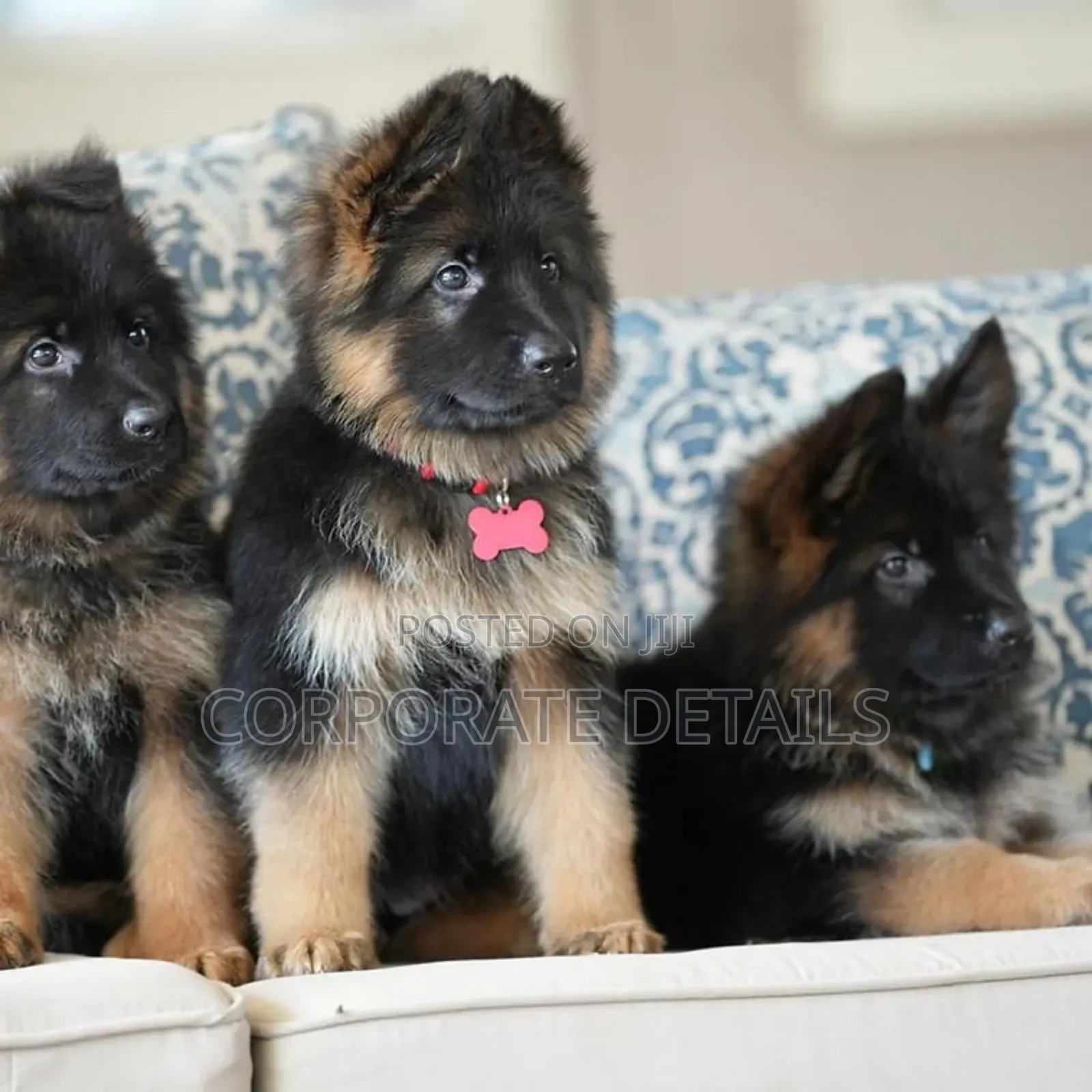 1-3 months Male Purebred German Shepherd