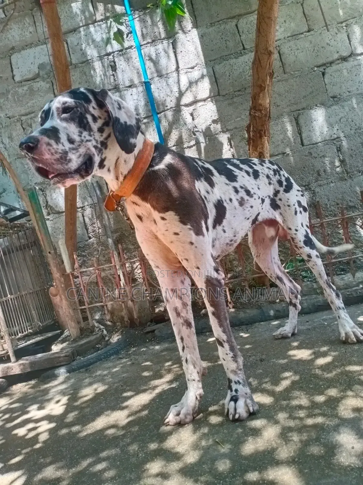 1-3 months Male Purebred Great Dane