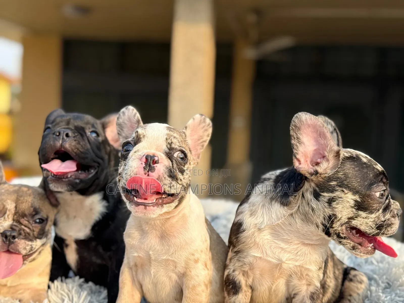 1-3 months Female Purebred French Bulldog