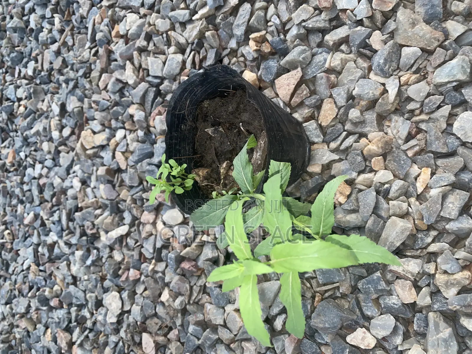 Mountain Mint Seedling
