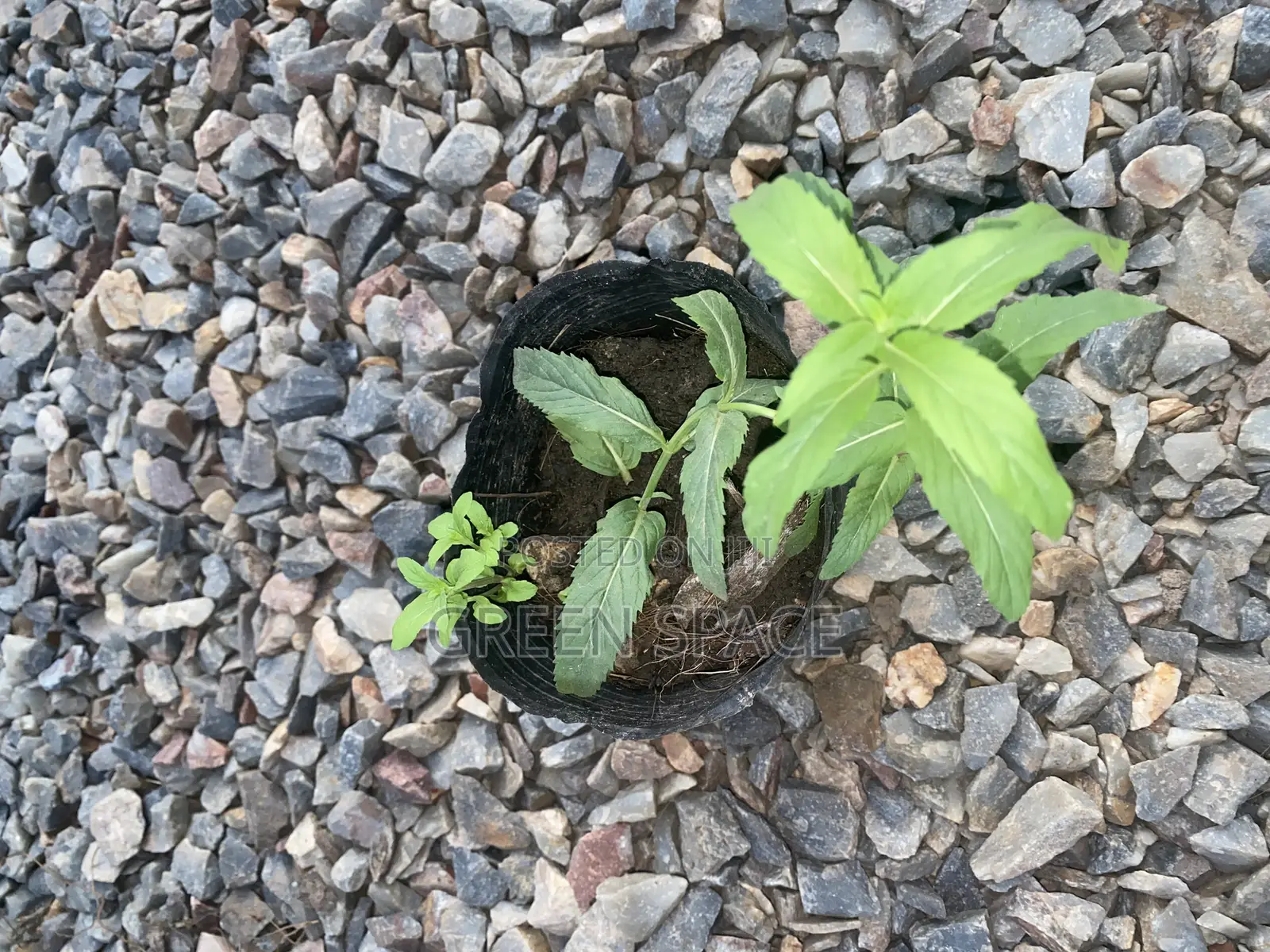 Mountain Mint Seedling