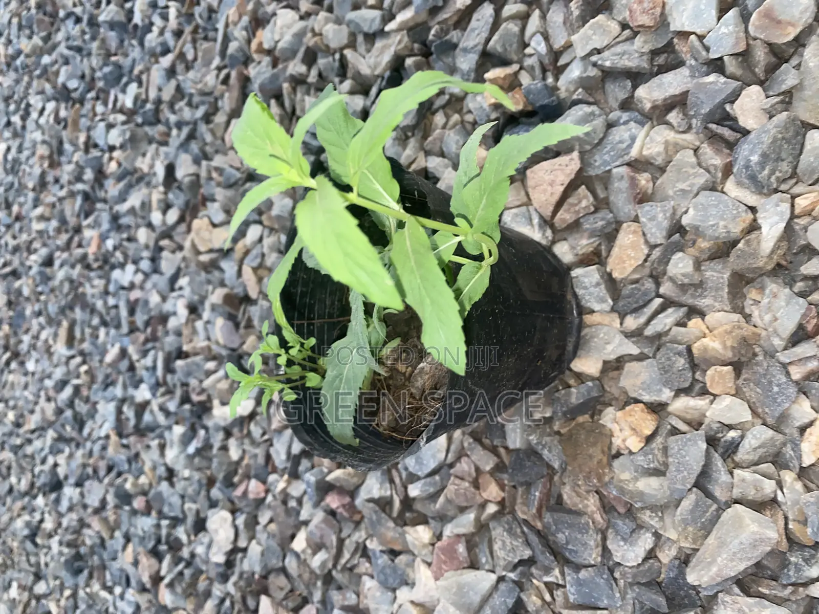 Mountain Mint Seedling