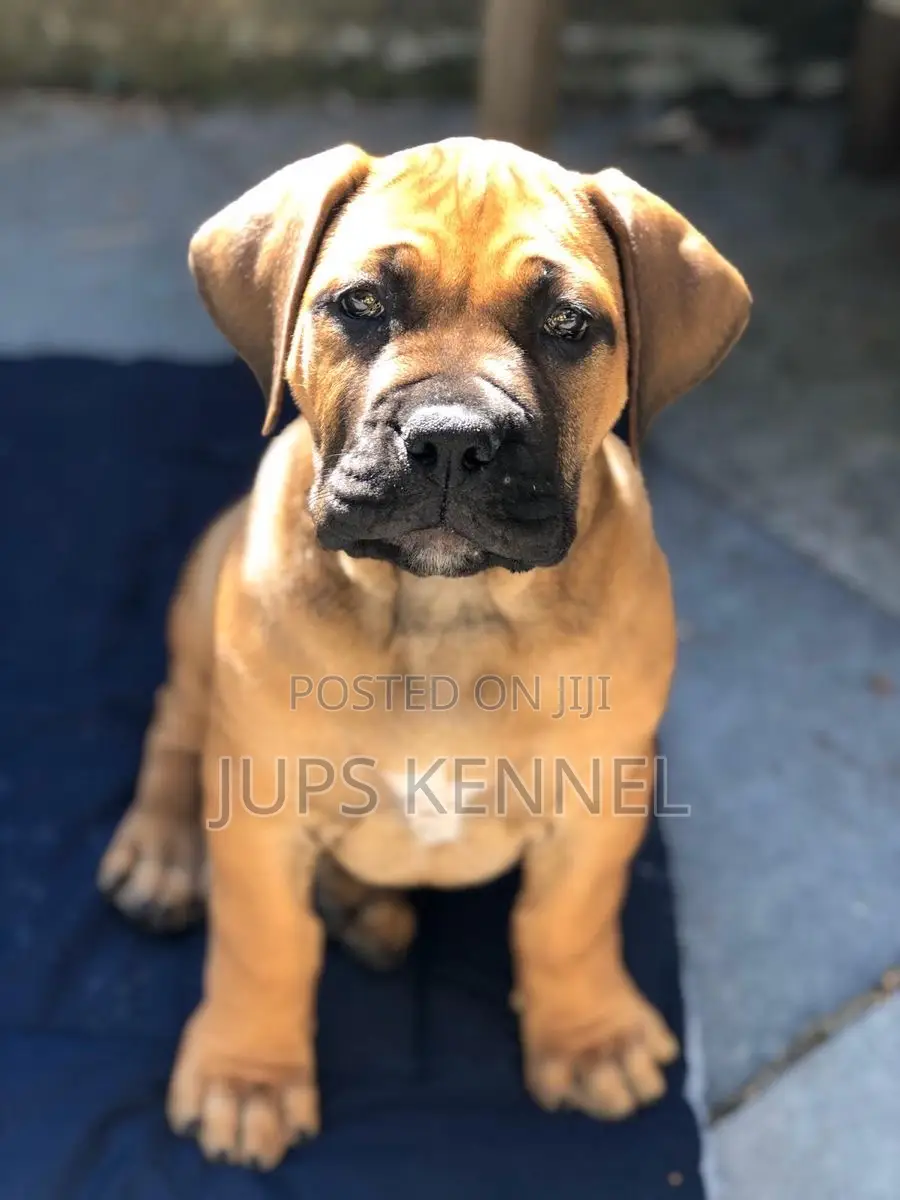 1-3 months Female Purebred Boerboel