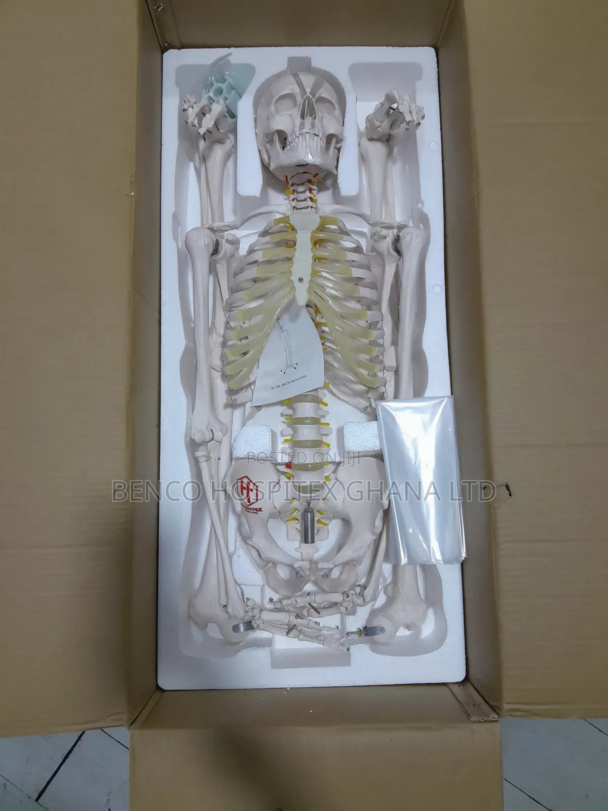 Skeleton Model