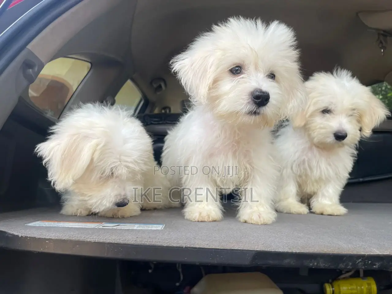 1-3 months Female Purebred Poodle
