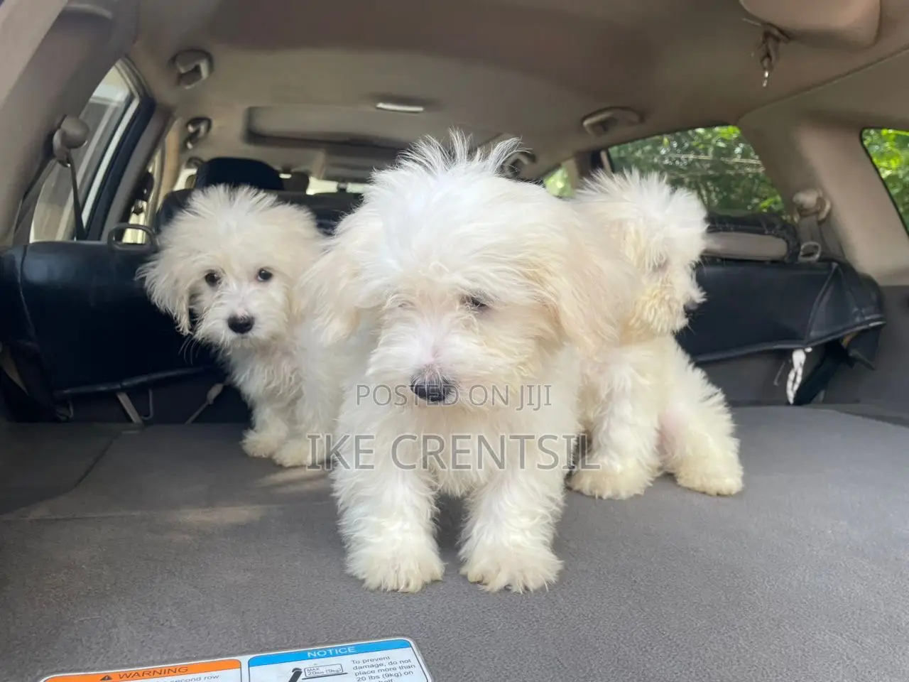 1-3 months Female Purebred Poodle