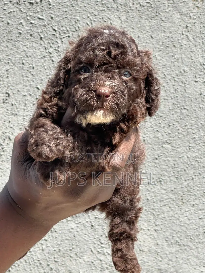 1-3 months Female Purebred Poodle