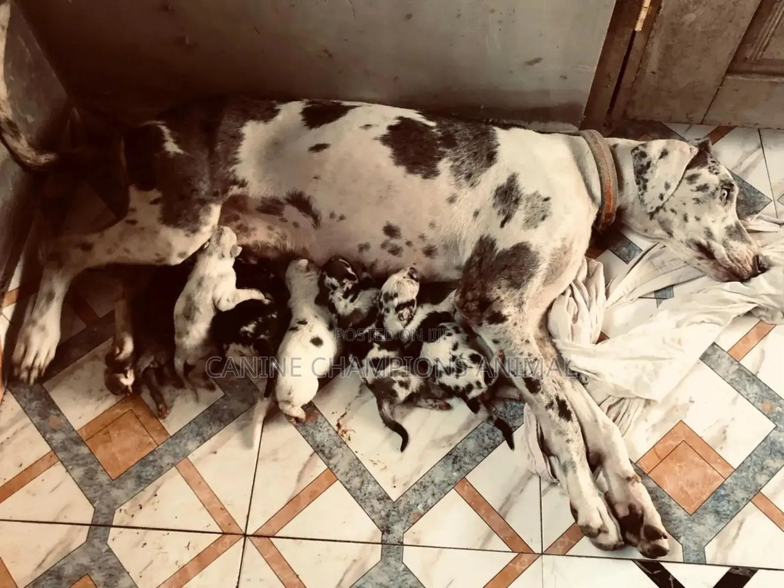 1-3 months Male Purebred Great Dane