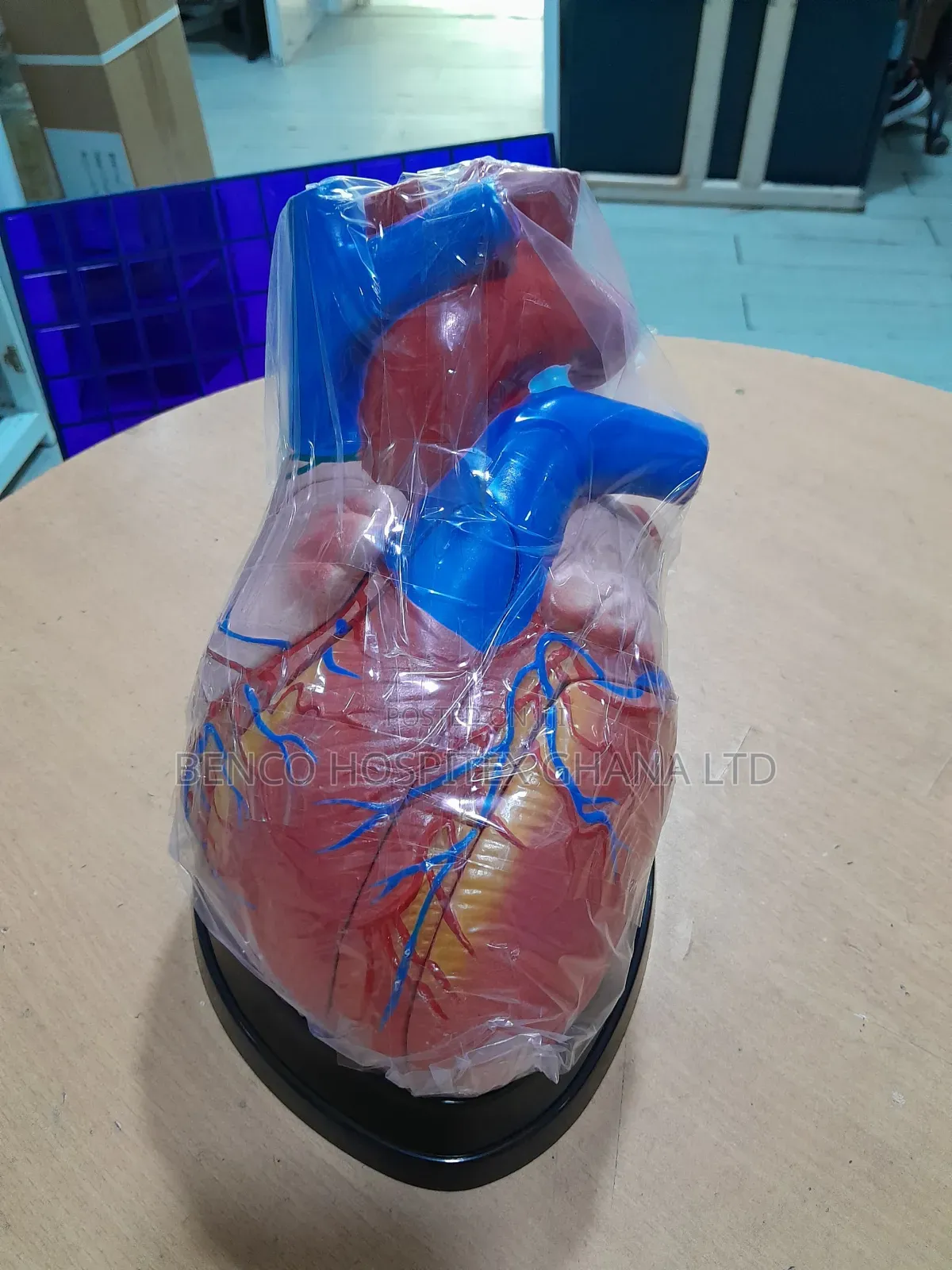 Middle Heart Model