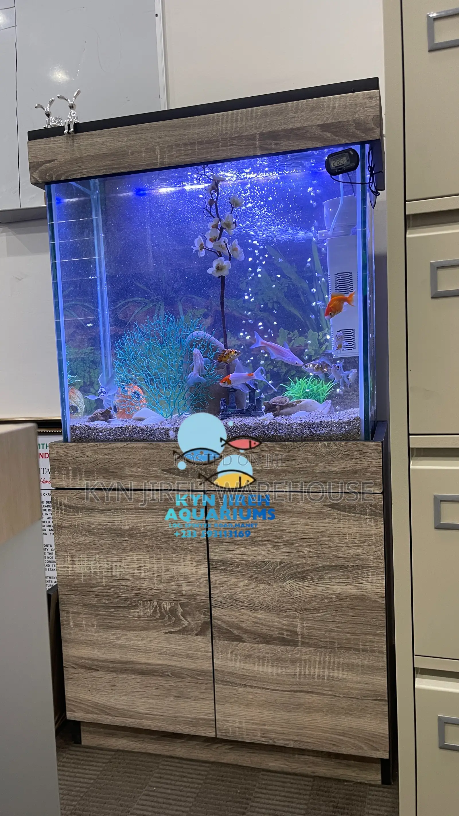 Caf Aquarium With Live Fishes