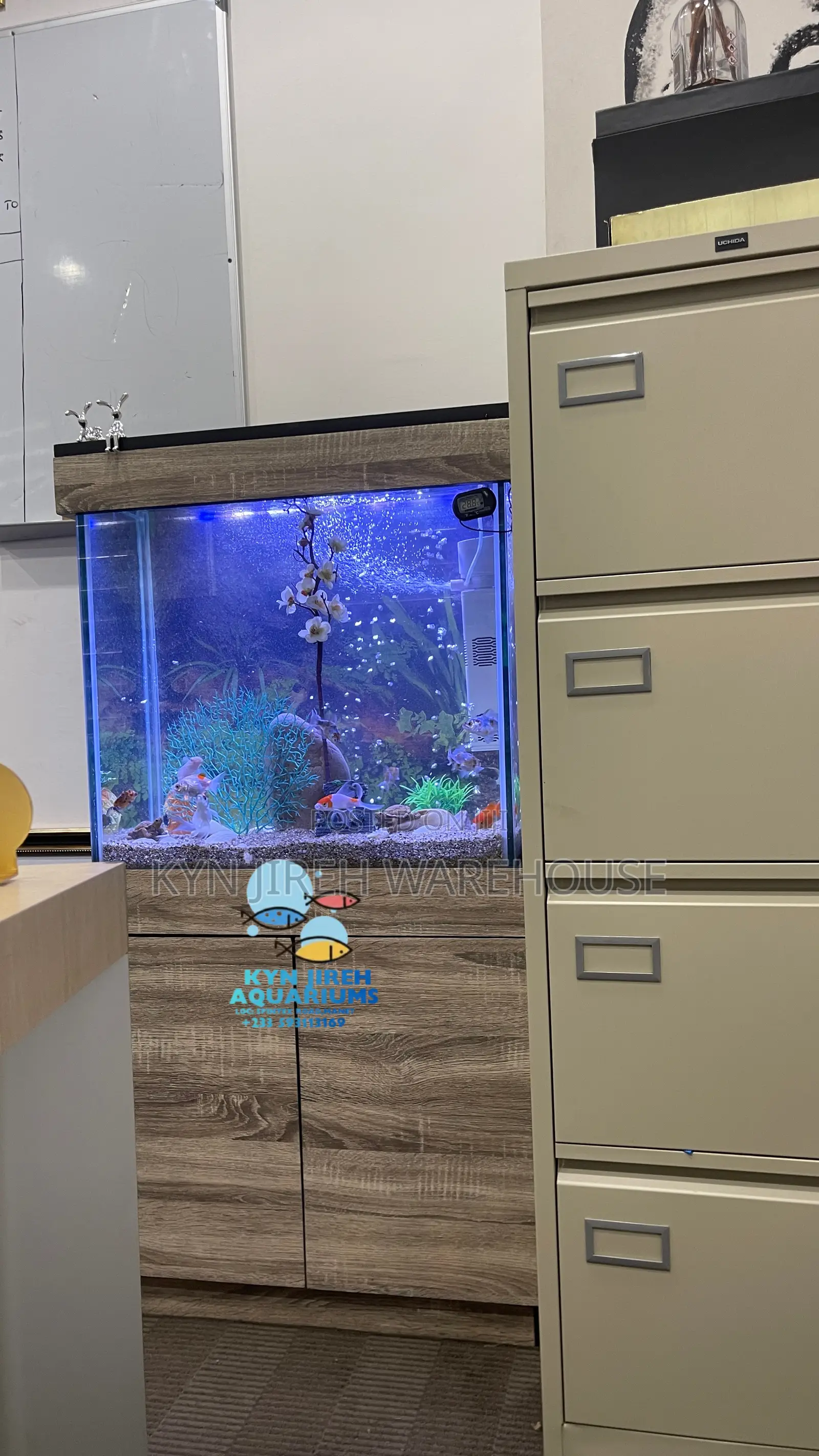 Caf Aquarium With Live Fishes