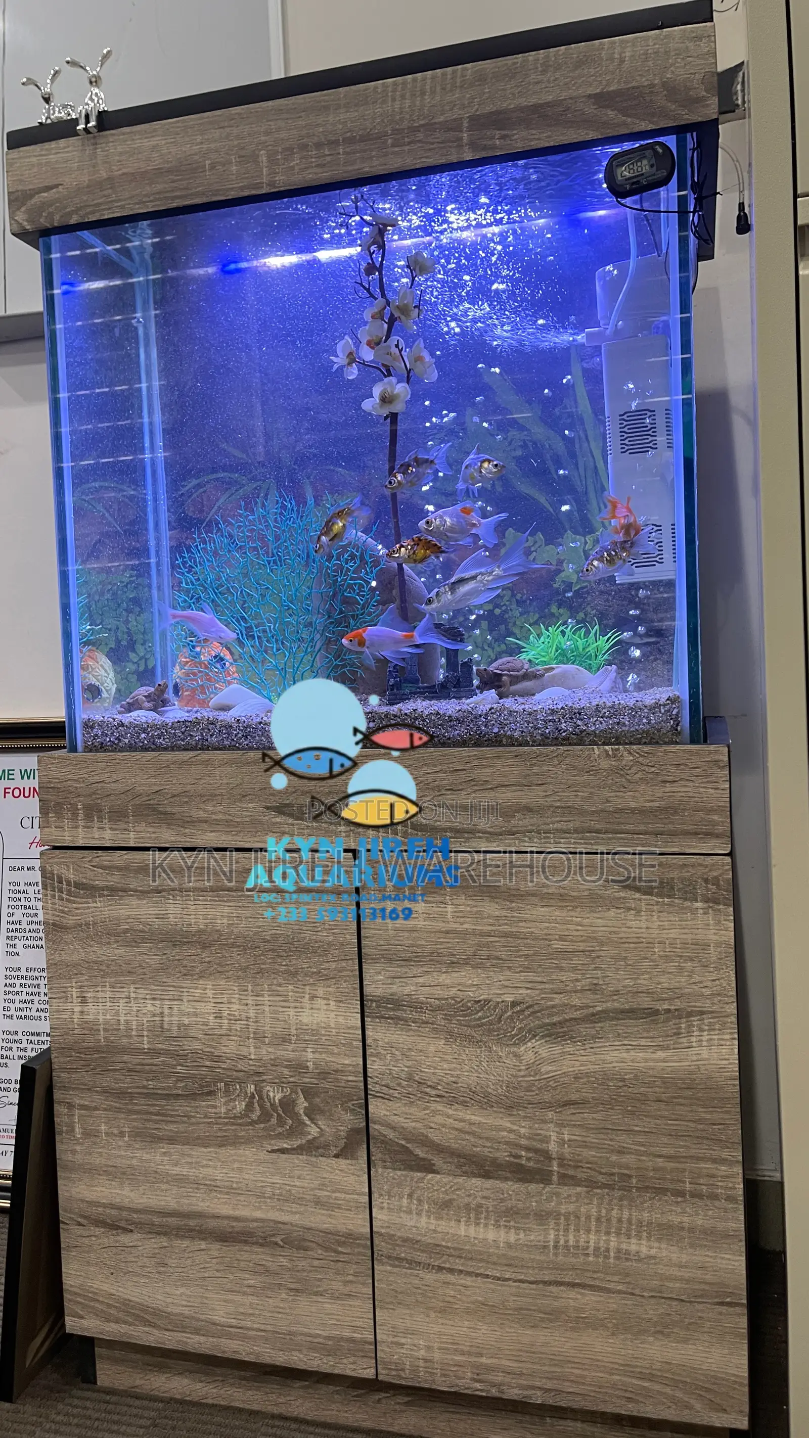 Caf Aquarium With Live Fishes