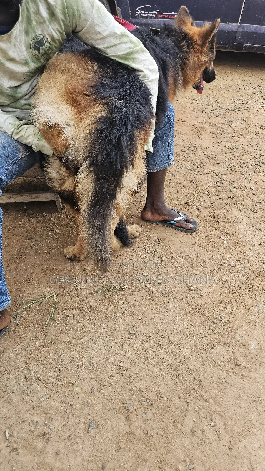 1+ year Male Purebred German Shepherd