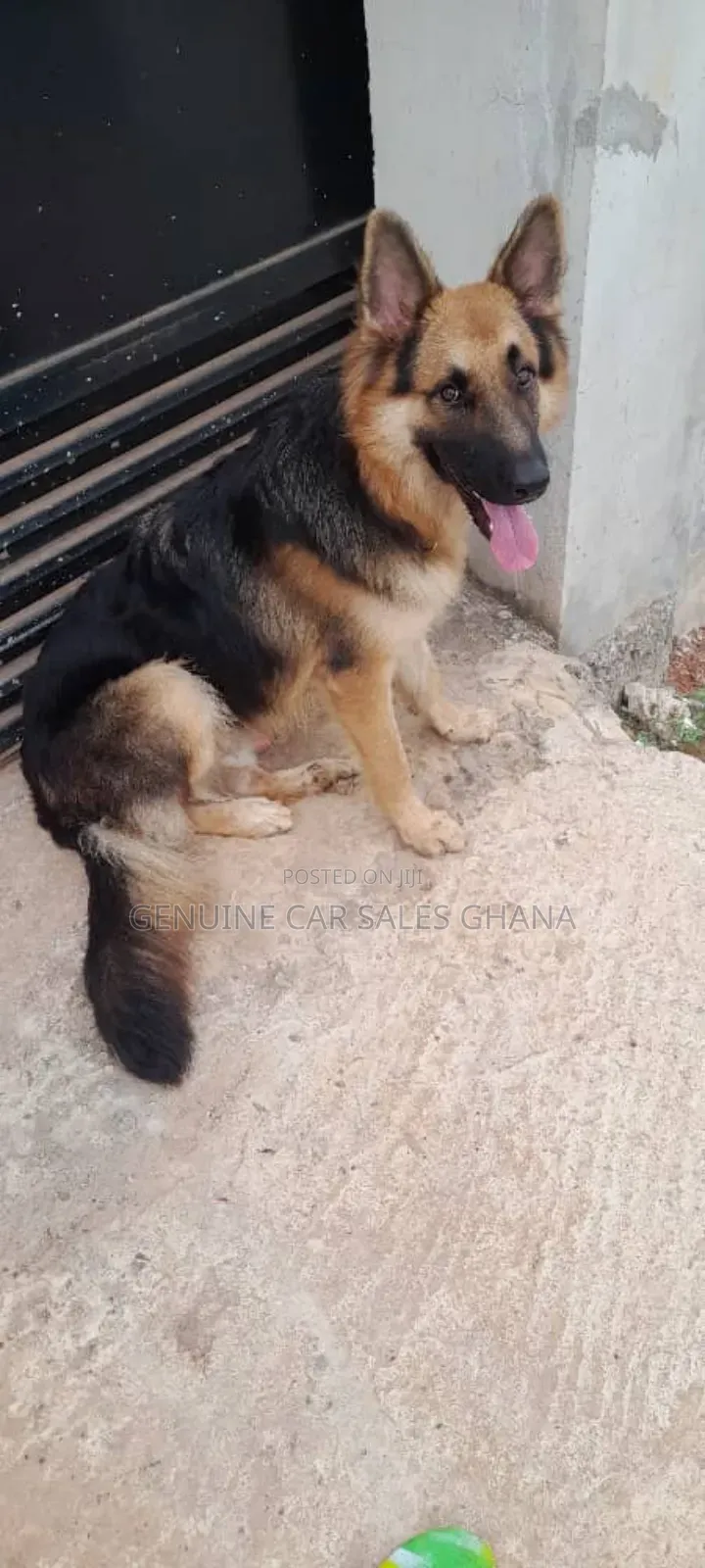 1+ year Male Purebred German Shepherd