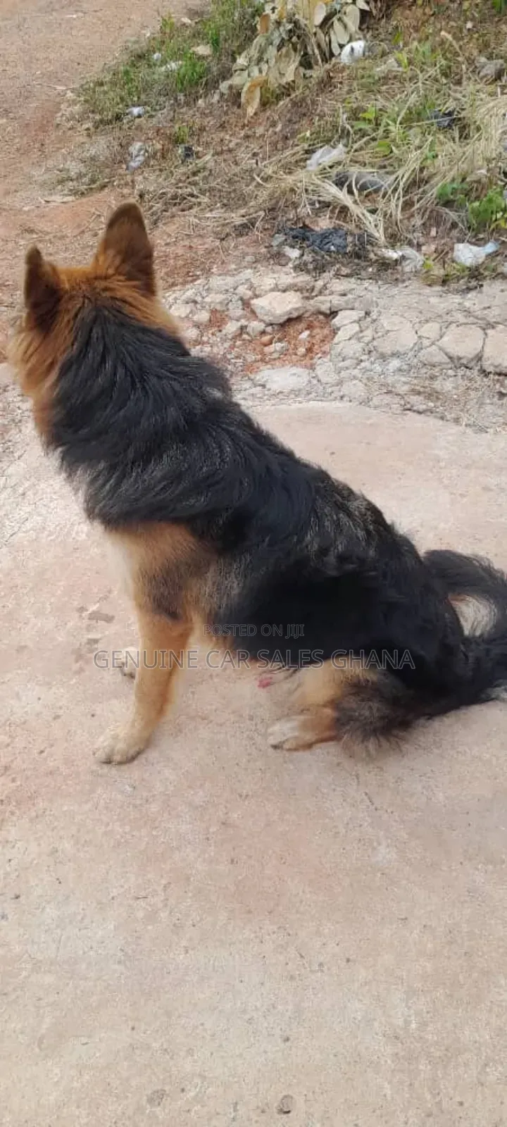 1+ year Male Purebred German Shepherd