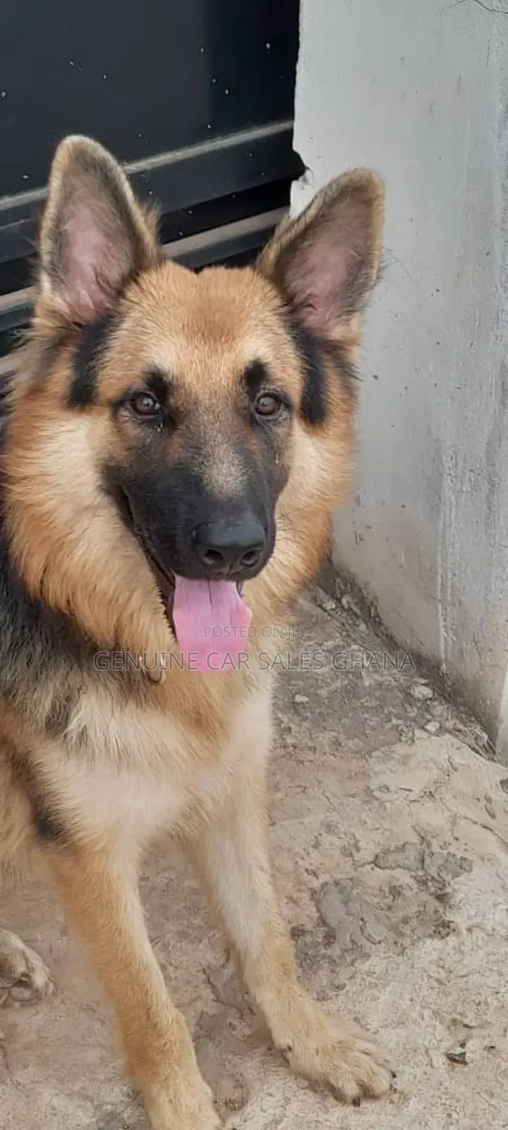 1+ year Male Purebred German Shepherd
