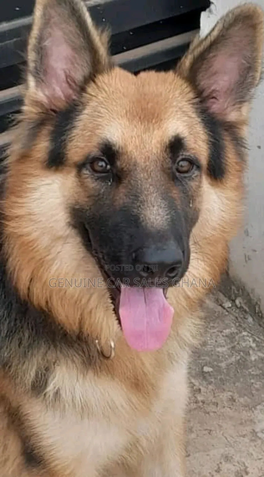 1+ year Male Purebred German Shepherd