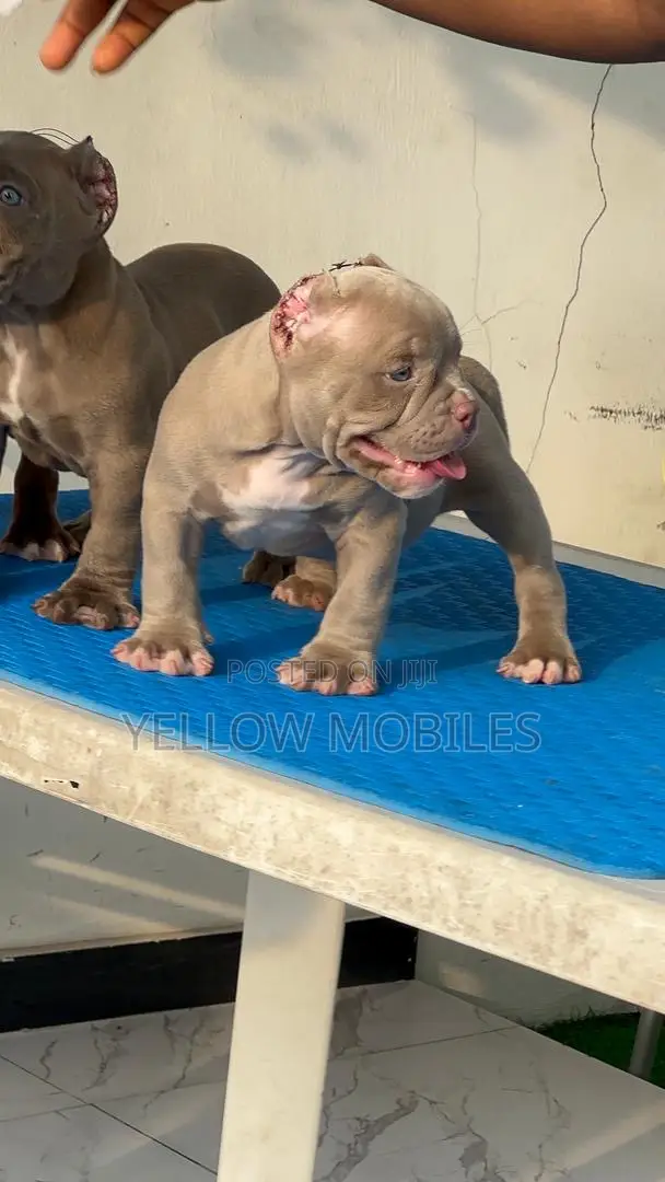1-3 months Female Purebred American Bully