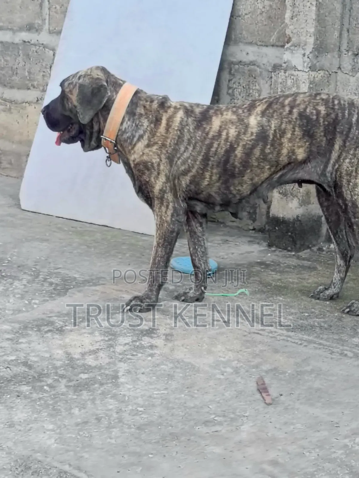 6-12 months Male Purebred Boerboel