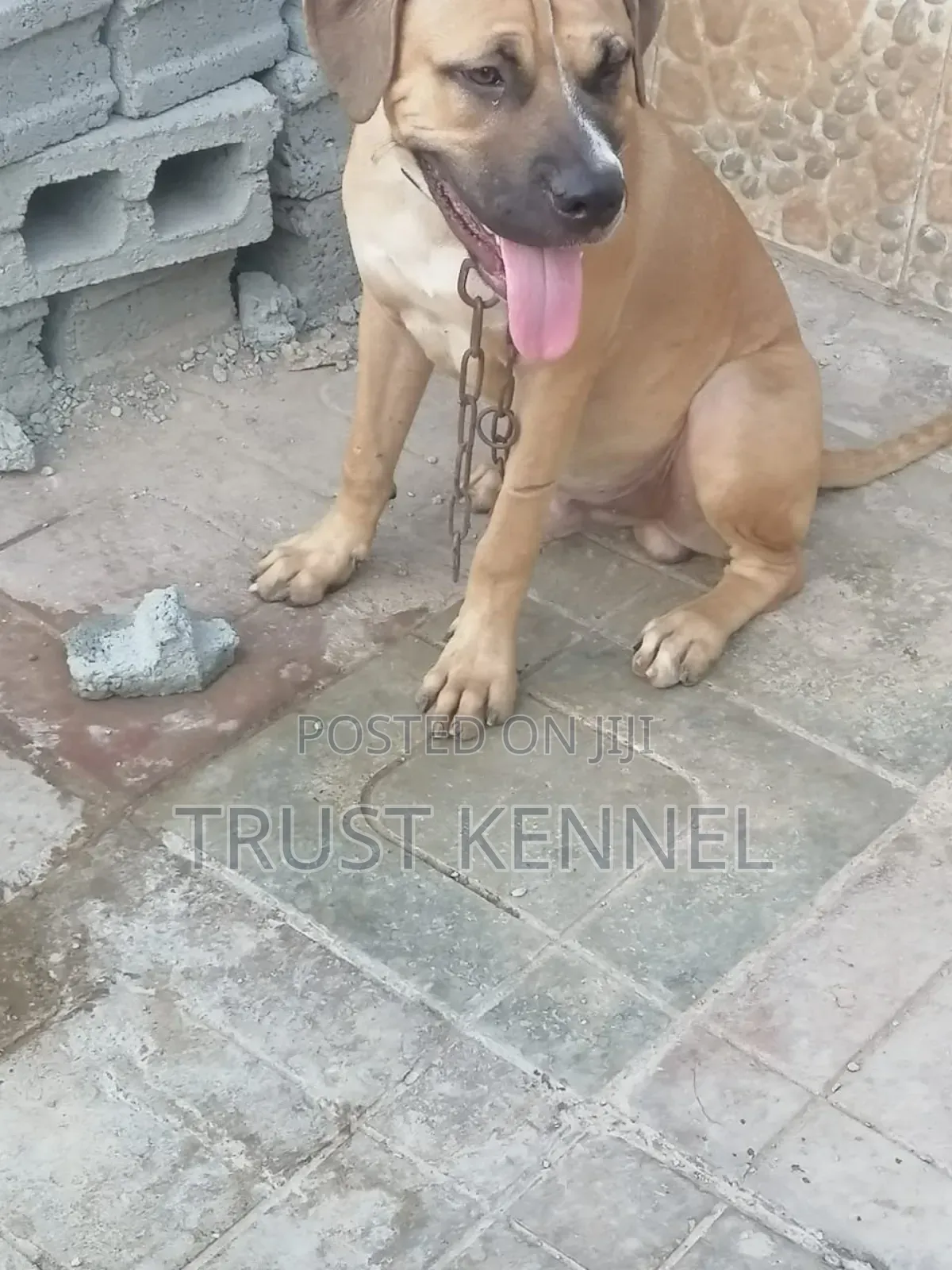 3-6 months Male Purebred Boerboel