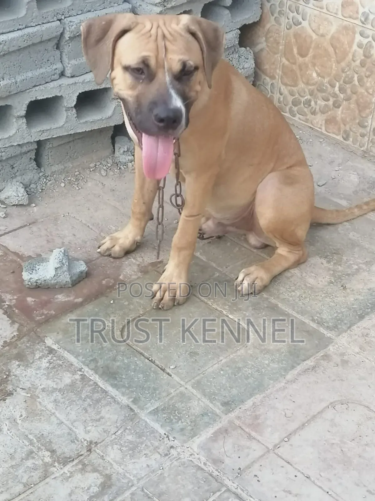 3-6 months Male Purebred Boerboel