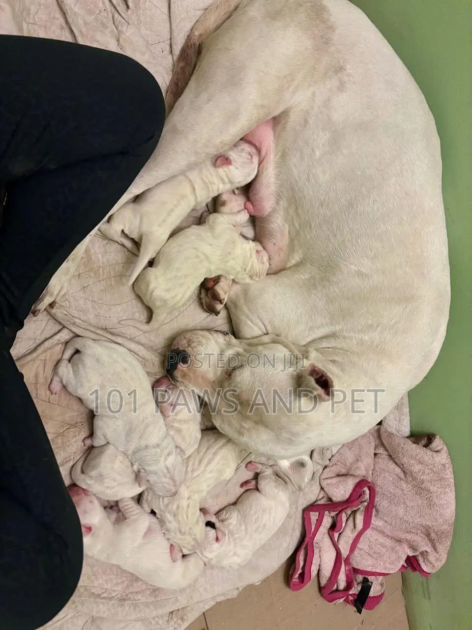1-3 months Male Purebred Dogo Argentino