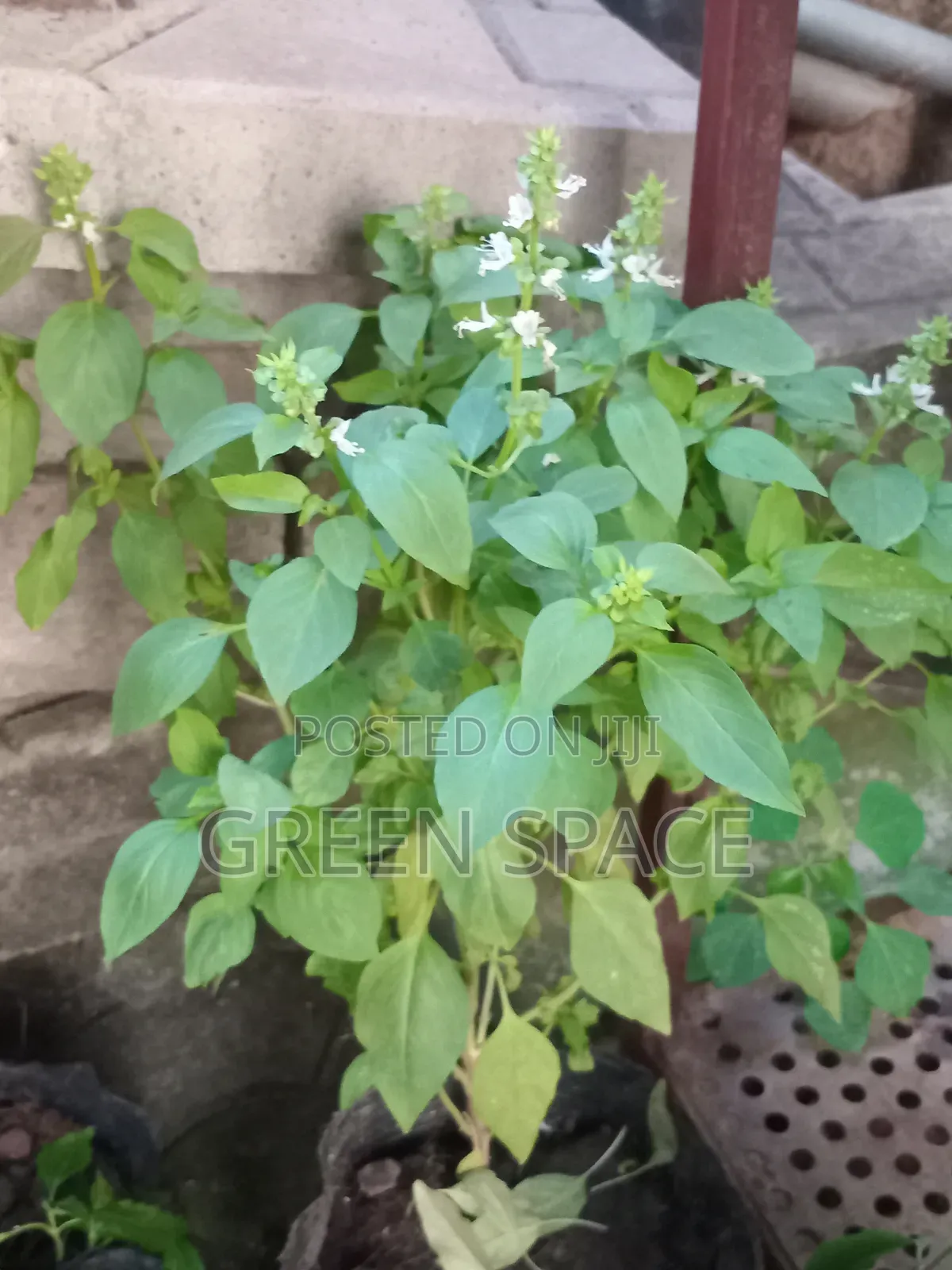Matured Lemon Basil Plant