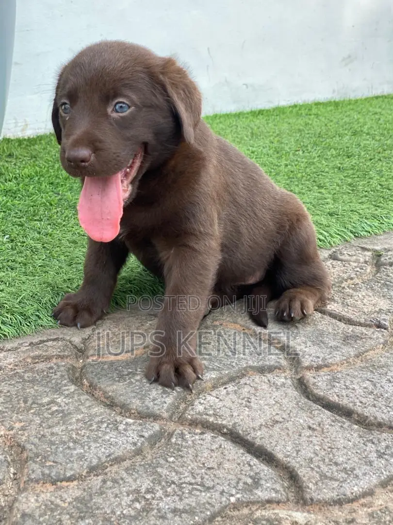 1-3 months Female Purebred Labrador Retriever
