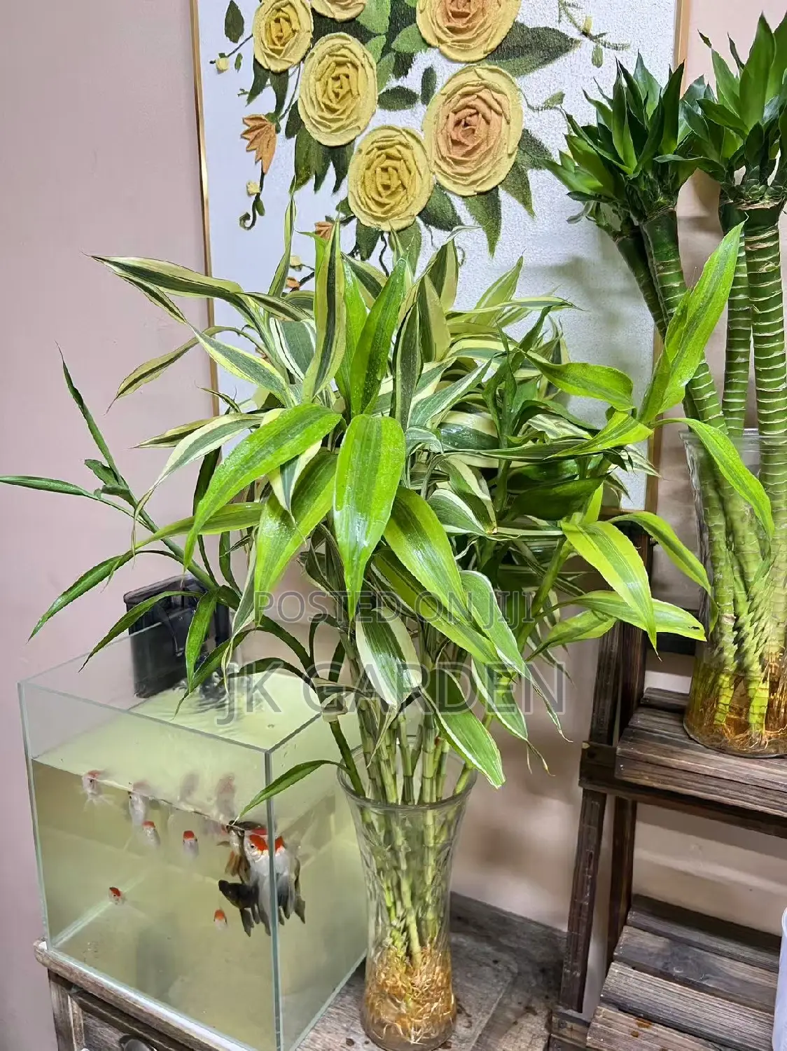 Lucky Bamboo
