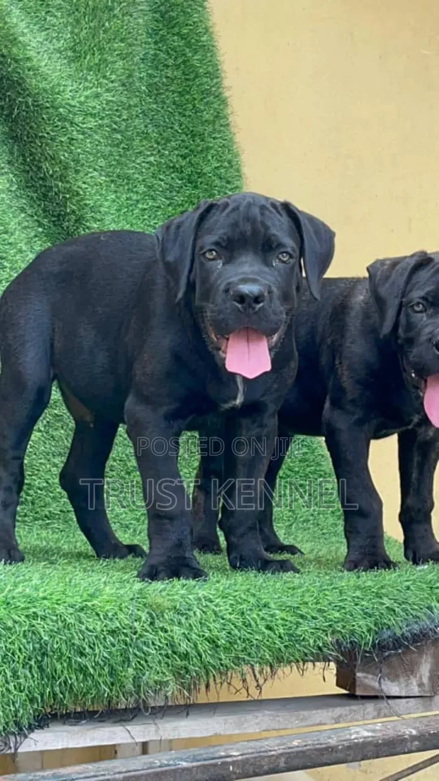 3-6 months Female Purebred Cane Corso